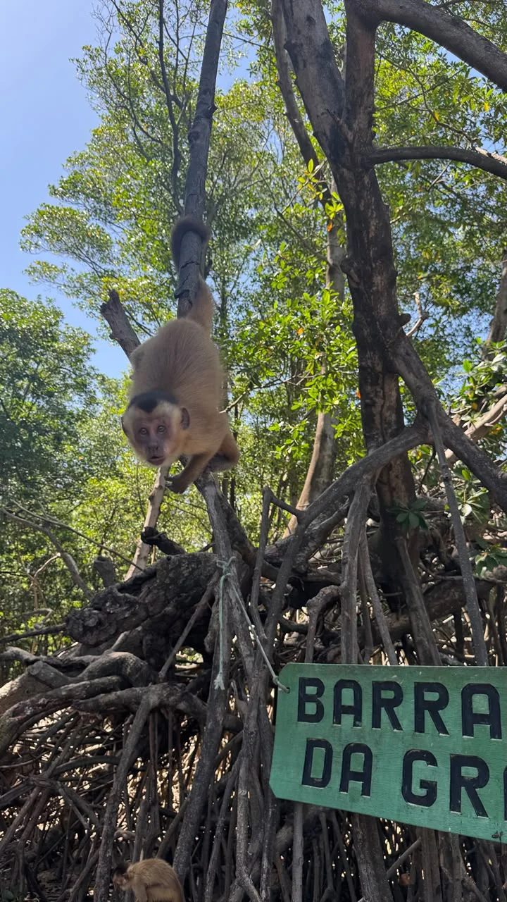 Mono capuchino bajando por una rama en el manglar, mirando a la cámara