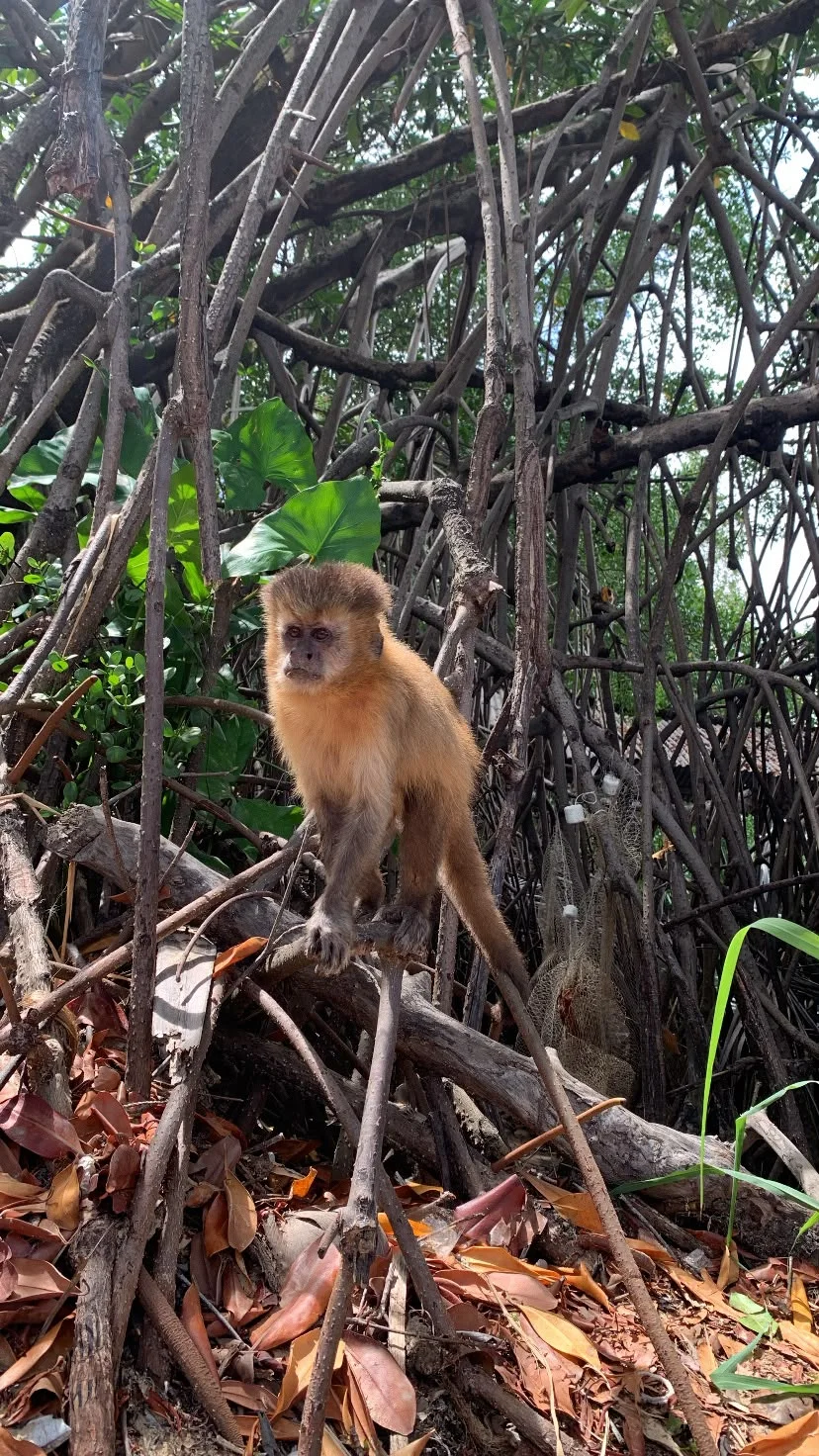 Mono capuchino sobre las raíces del manglar en Vassouras, parada del Circuito Caburé