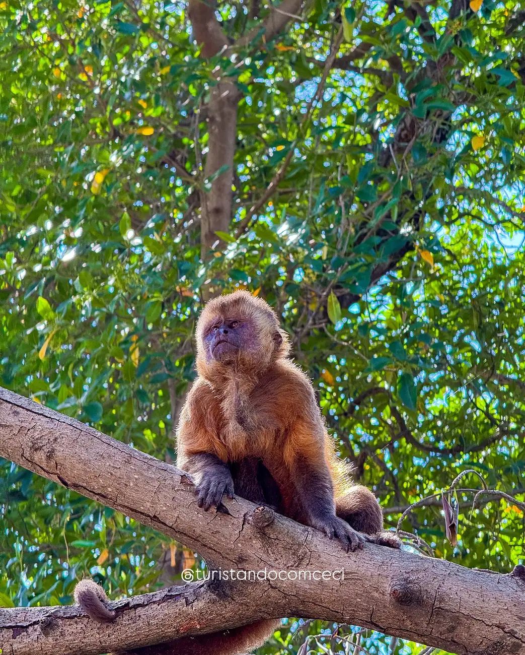 Mono capuchino en una rama, en Vassouras, a orillas del río Preguiças